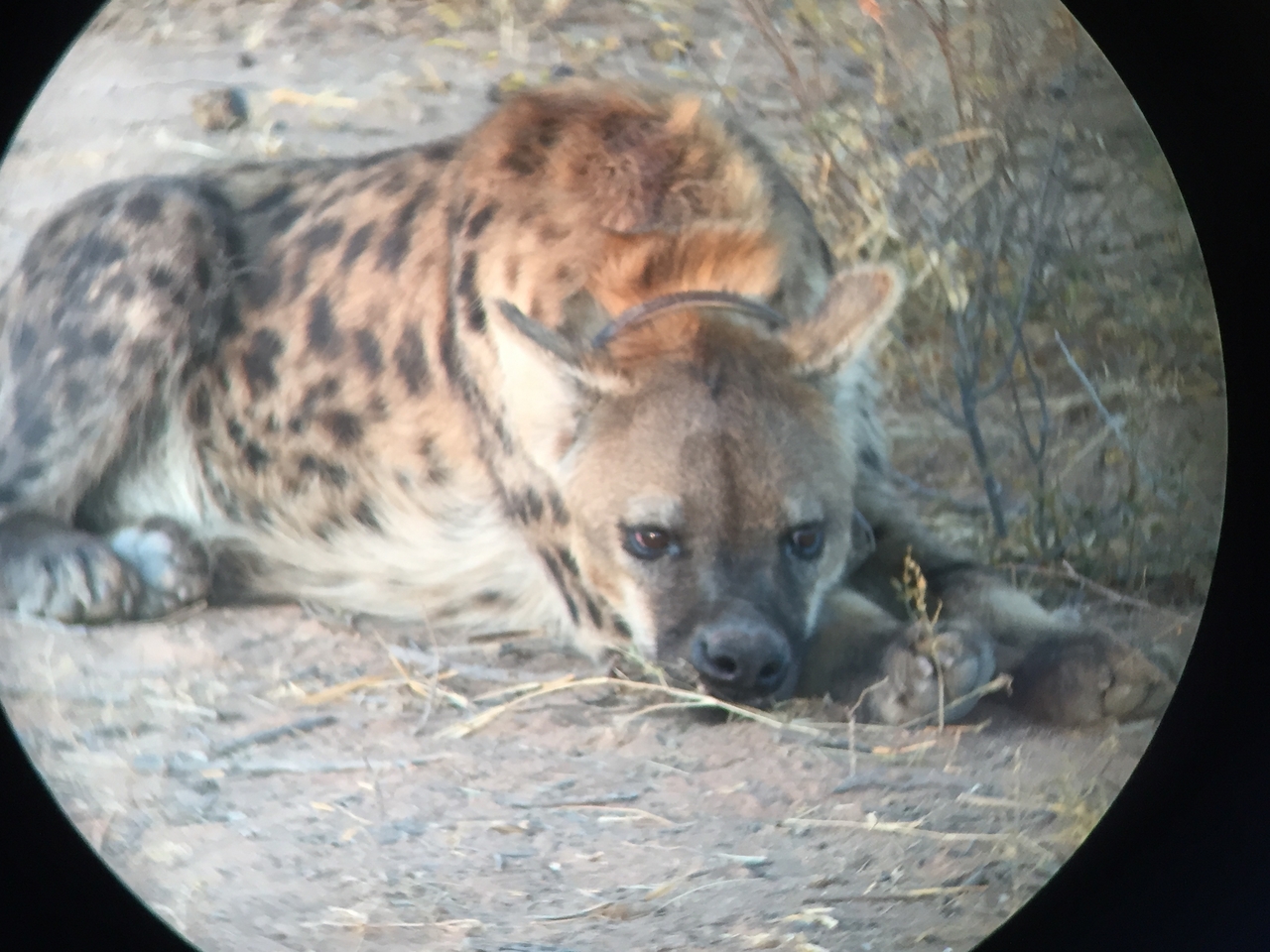 [3673] 2016_06_22_17_09_11_Africa_iPhone_6_IMG_7741_02672.jpg