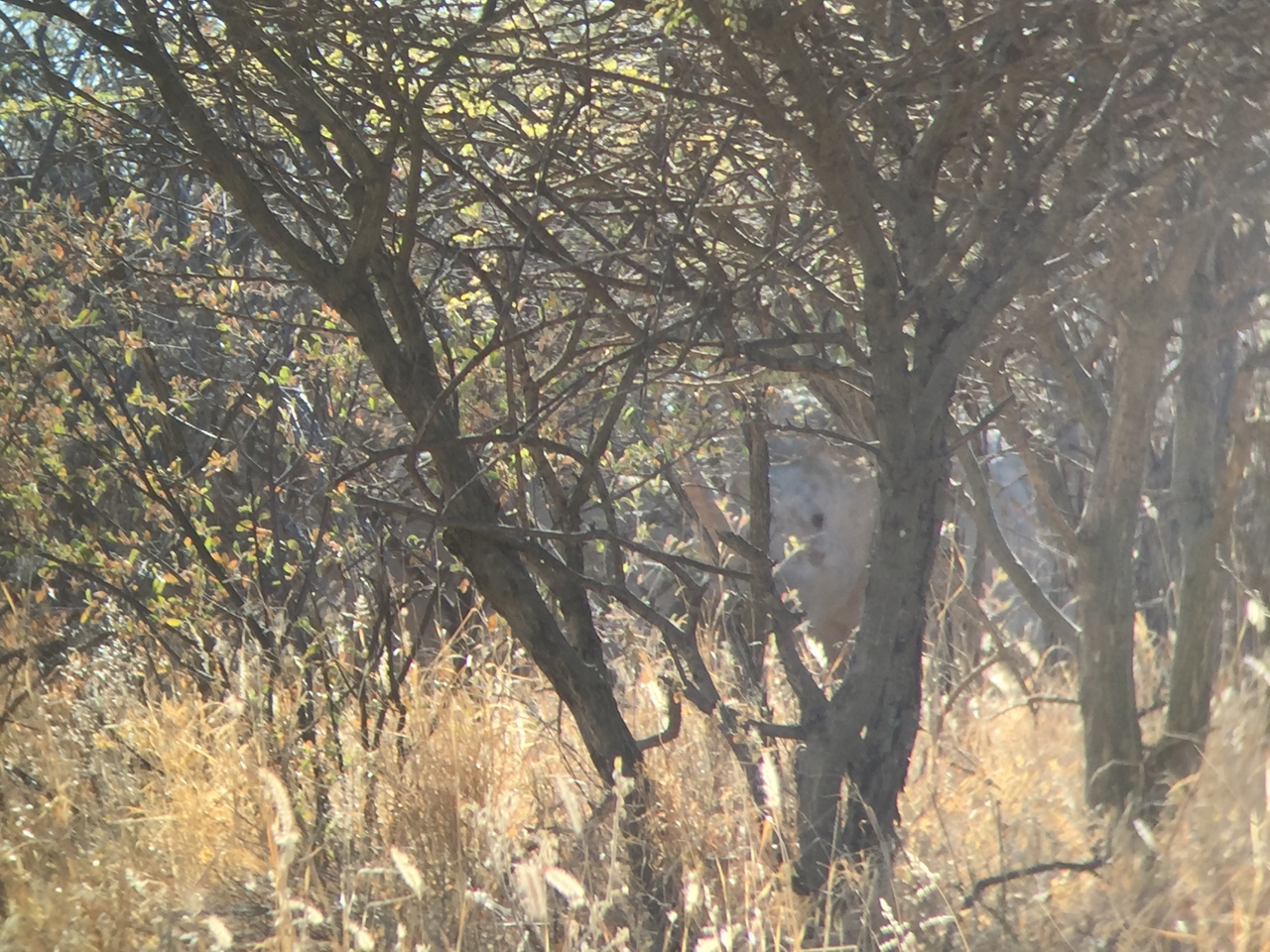 [5277] 2016_06_23_09_17_29_Africa_iPhone_6_IMG_7763_02691.jpg