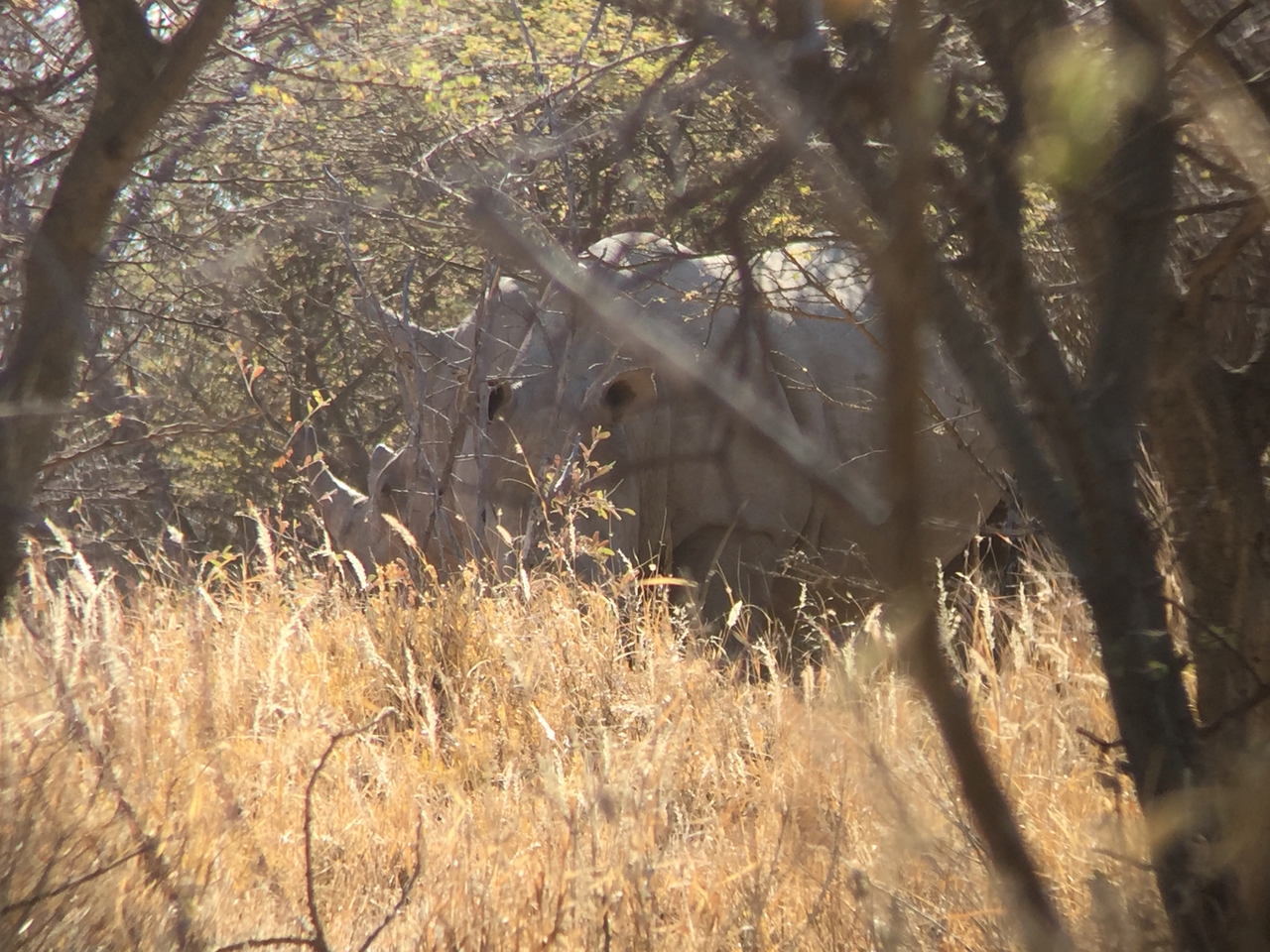 [5301] 2016_06_23_09_19_35_Africa_iPhone_6_IMG_7774_02702.jpg