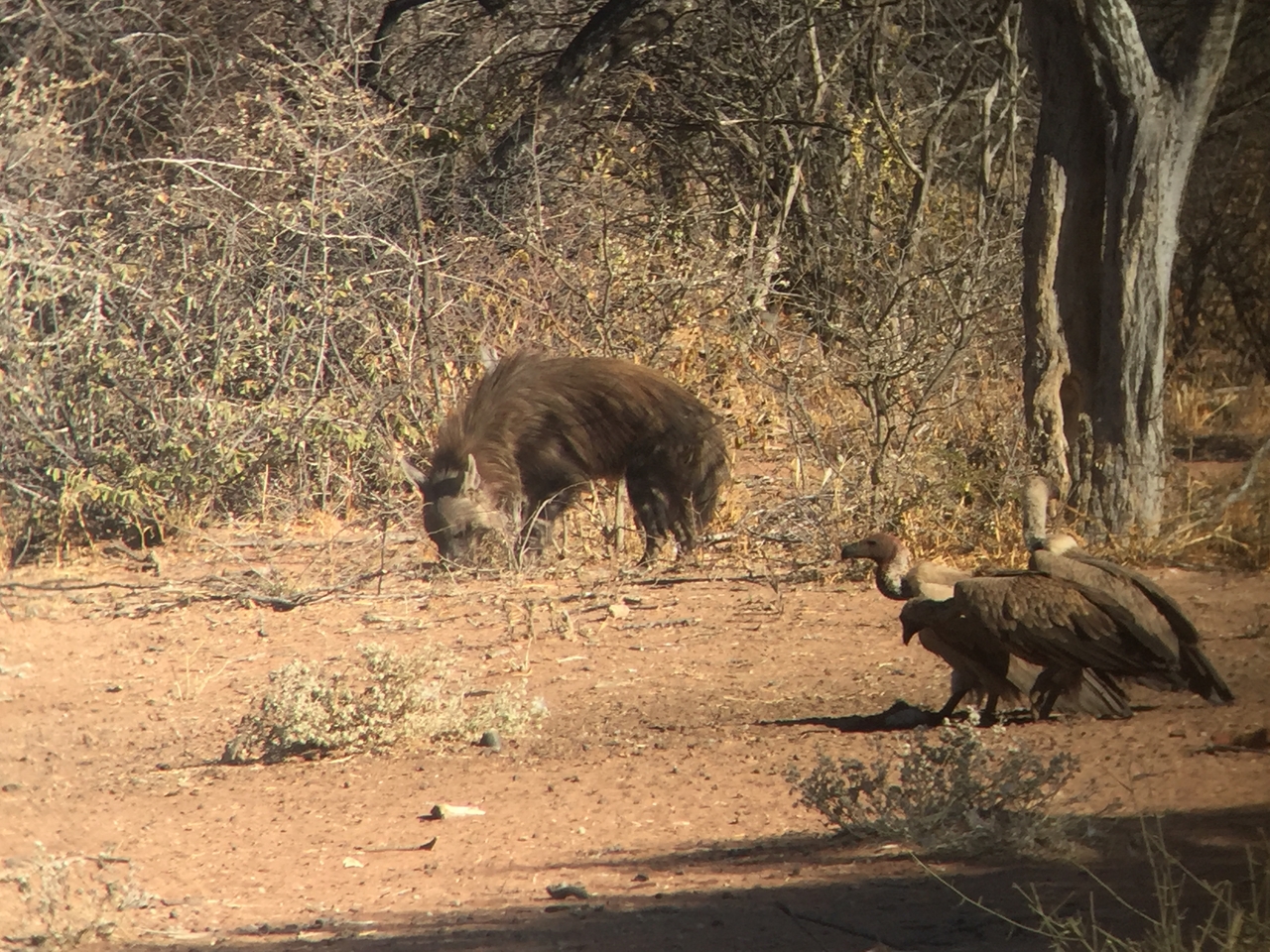 [9046] 2016_06_23_15_03_47_Africa_iPhone_6_IMG_7814_00400.jpg