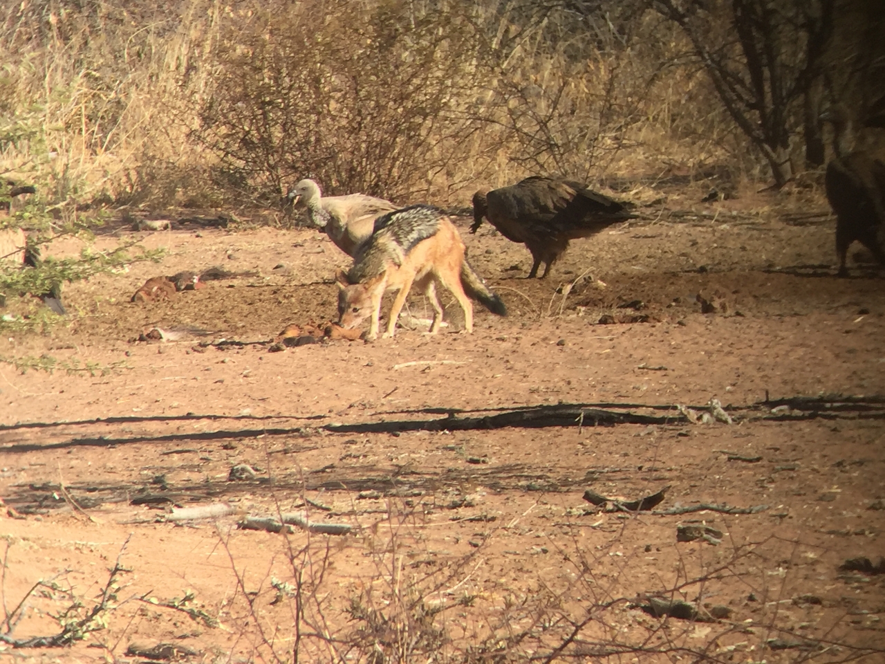 [9051] 2016_06_23_15_03_52_Africa_iPhone_6_IMG_7816_02743.jpg