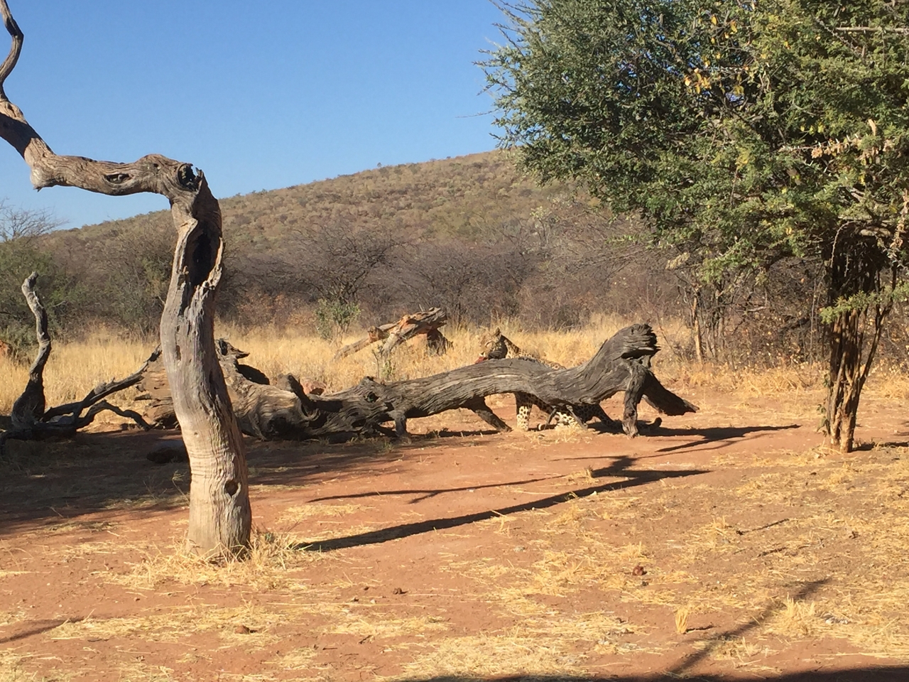 [9068] 2016_06_23_15_16_14_Africa_iPhone_6_IMG_7823_00409.jpg