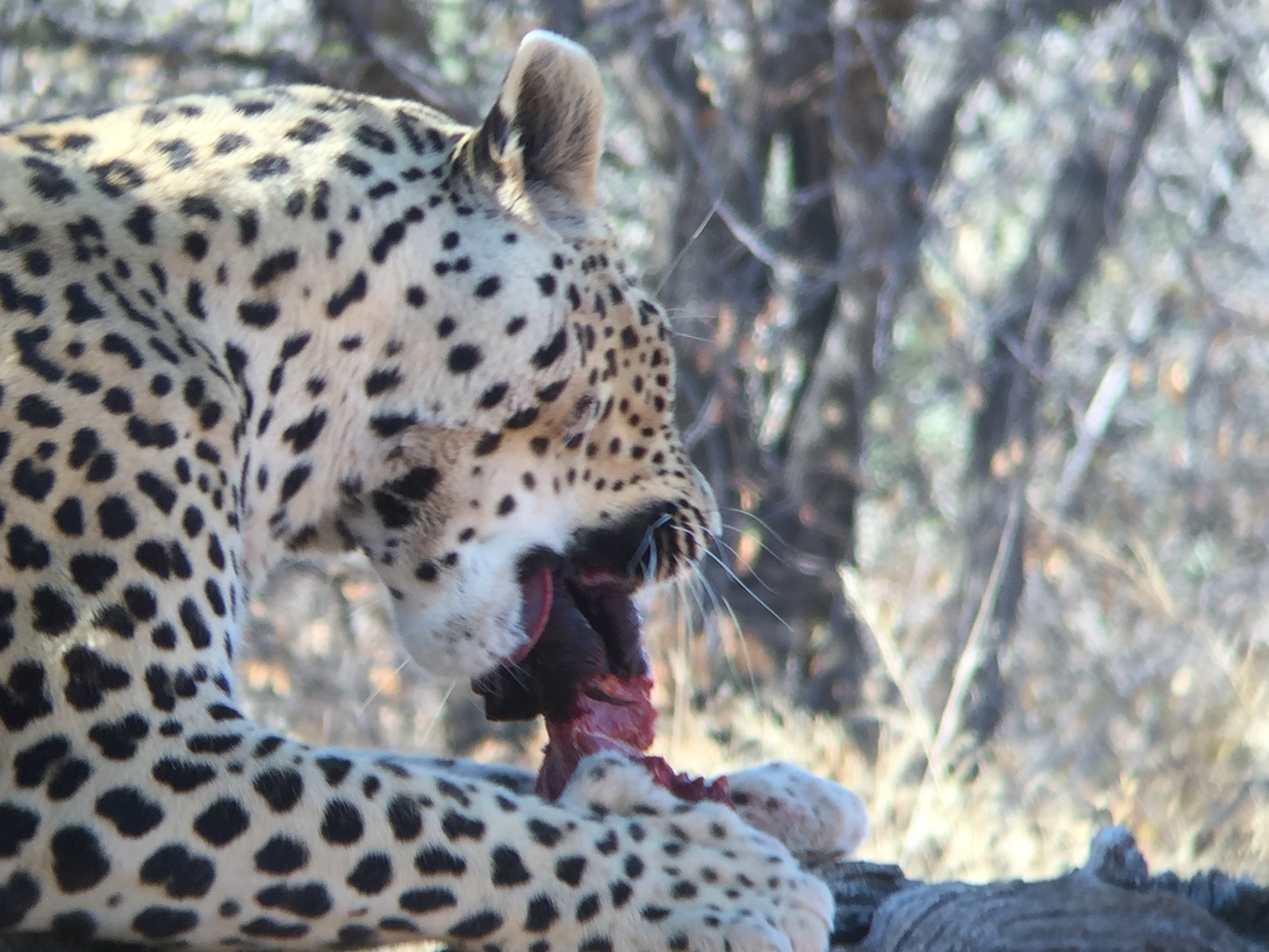 [9079] 2016_06_23_15_16_50_Africa_iPhone_6_IMG_7828_02755.jpg