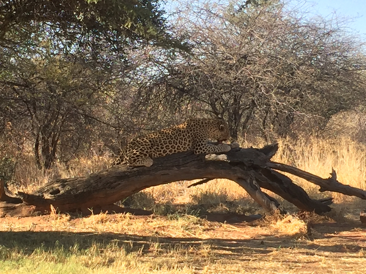 [9091] 2016_06_23_15_17_25_Africa_iPhone_6_IMG_7834_02761.jpg