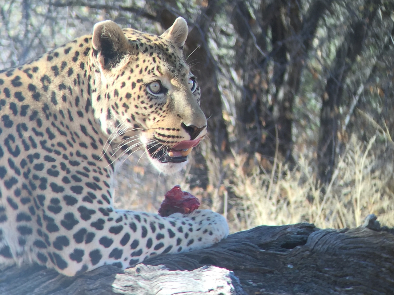 [9093] 2016_06_23_15_20_39_Africa_iPhone_6_IMG_7835_02762.jpg