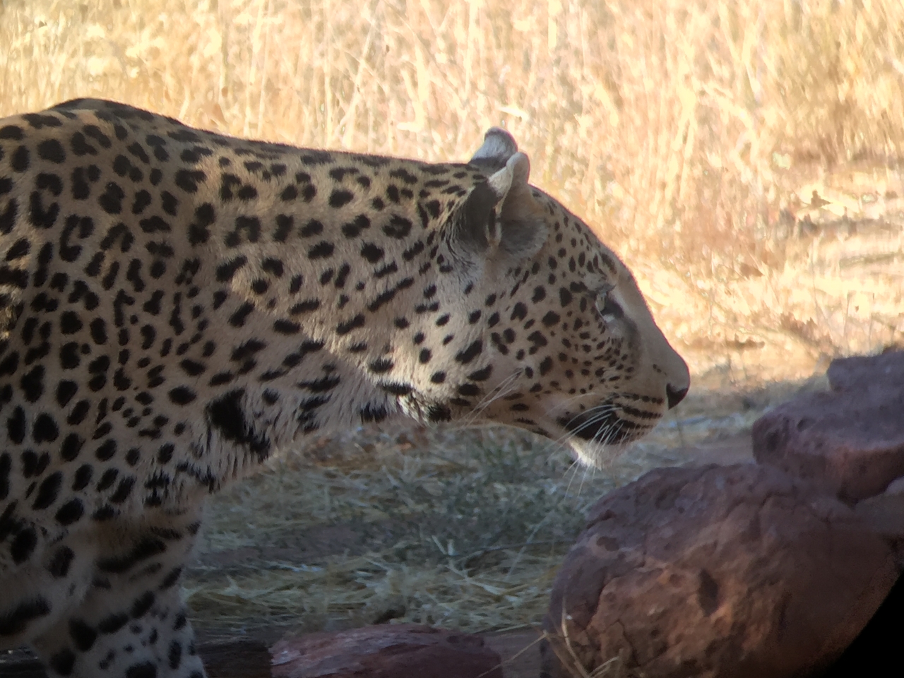 [9110] 2016_06_23_15_25_19_Africa_iPhone_6_IMG_7844_00430.jpg