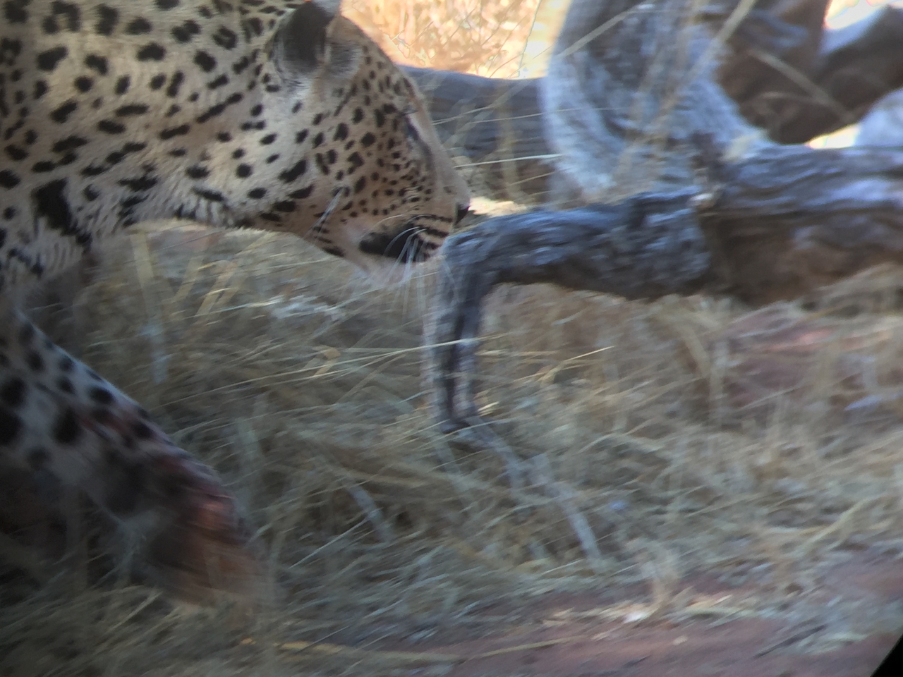 [9113] 2016_06_23_15_25_25_Africa_iPhone_6_IMG_7845_02772.jpg