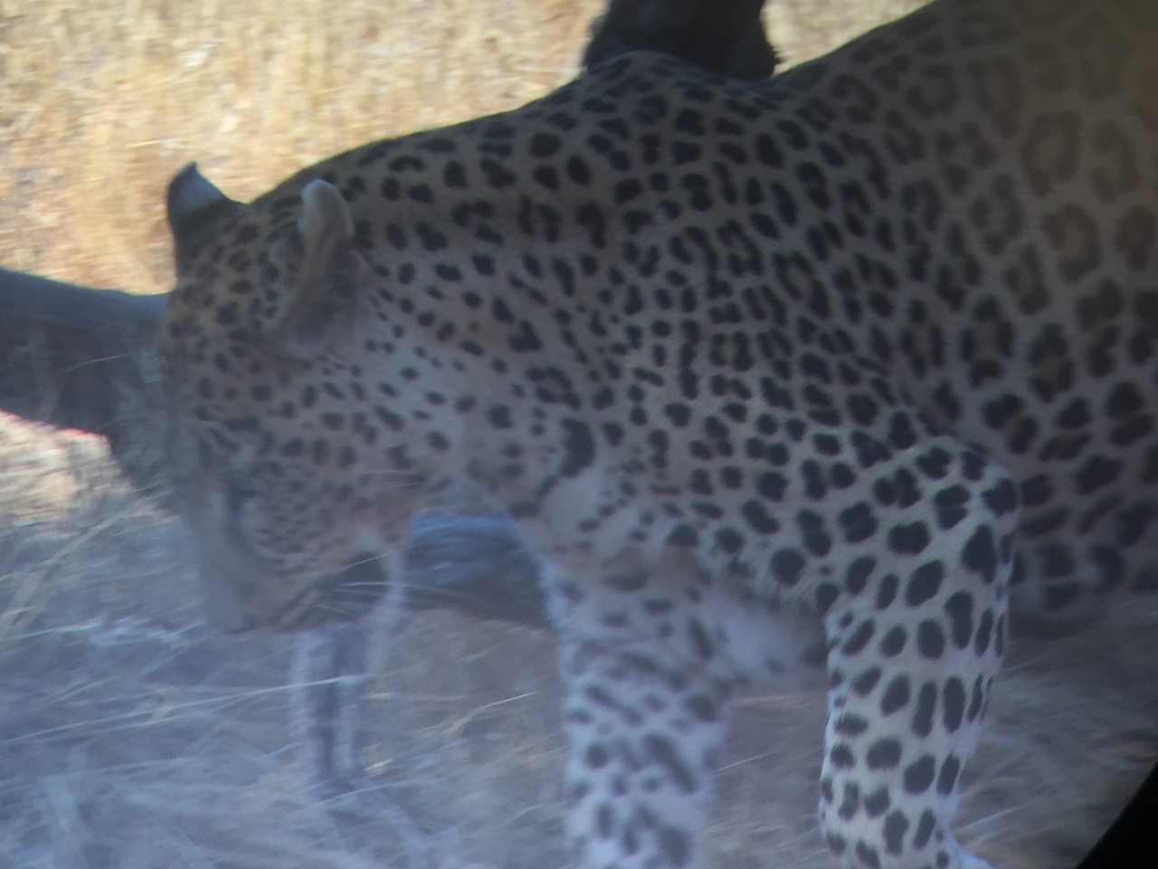 [9114] 2016_06_23_15_25_36_Africa_iPhone_6_IMG_7846_00432.jpg