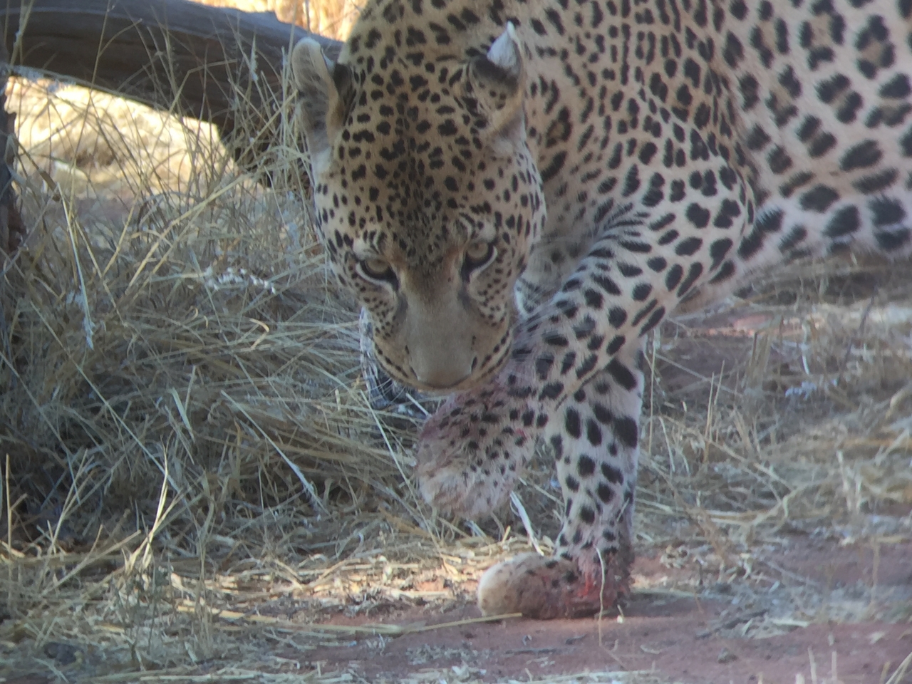 [9116] 2016_06_23_15_25_38_Africa_iPhone_6_IMG_7847_00433.jpg