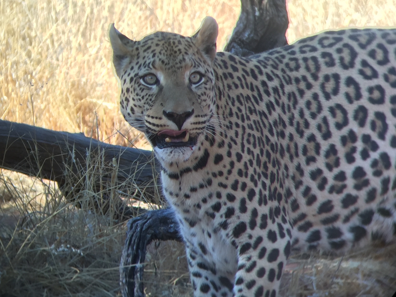 [9118] 2016_06_23_15_25_40_Africa_iPhone_6_IMG_7848_00434.jpg