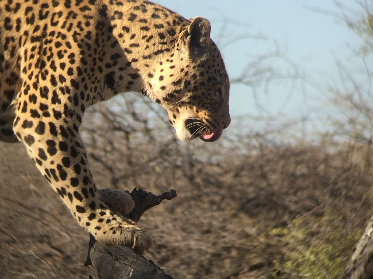 [9122] 2016_06_23_15_25_55_Africa_iPhone_6_IMG_7851_00436.jpg