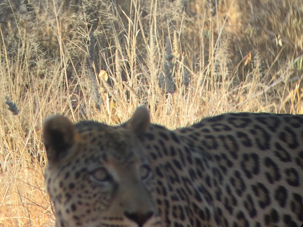 [9151] 2016_06_23_15_26_26_Africa_iPhone_6_IMG_7865_02791.jpg