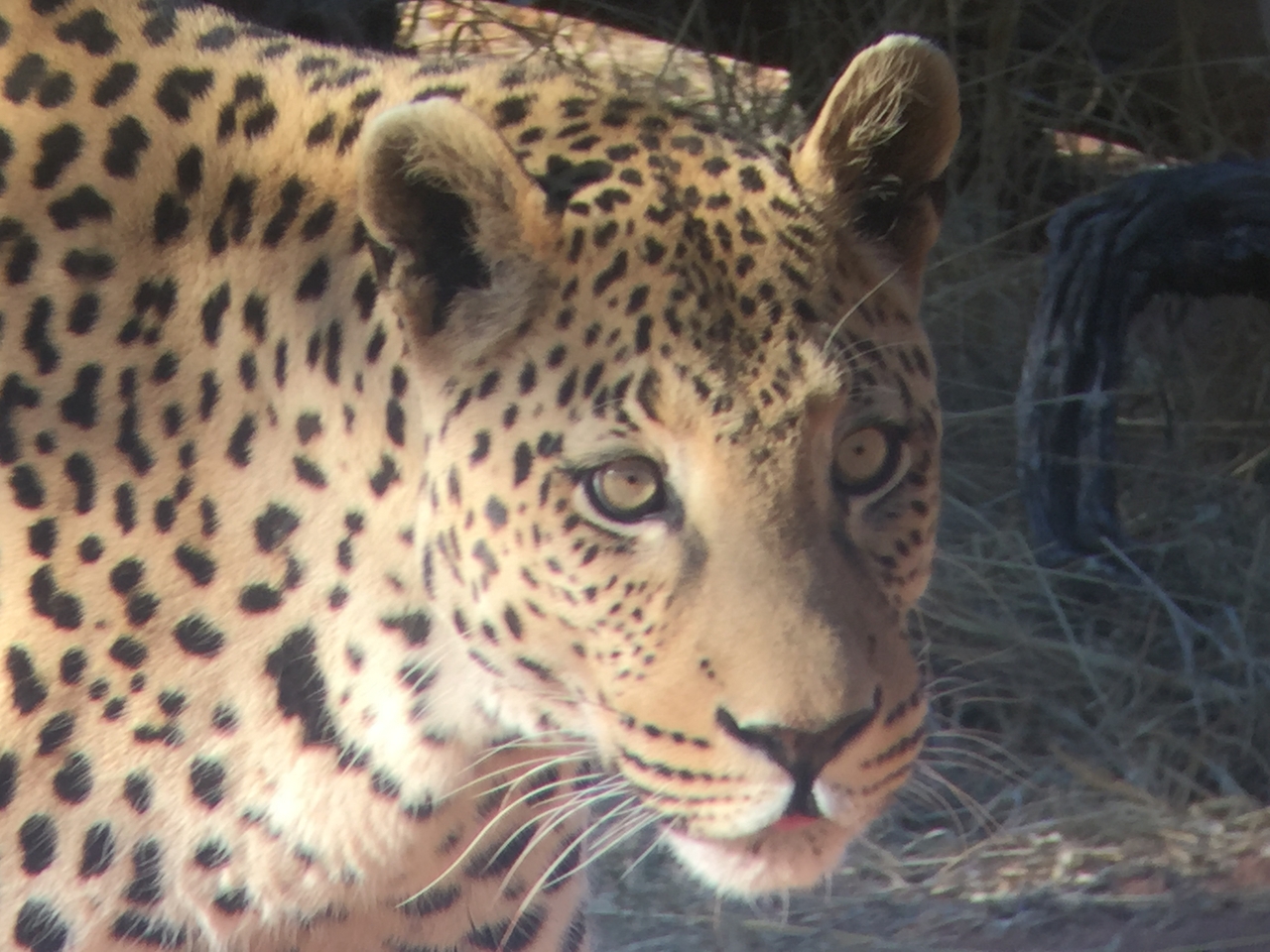 [9154] 2016_06_23_15_26_37_Africa_iPhone_6_IMG_7867_00452.jpg