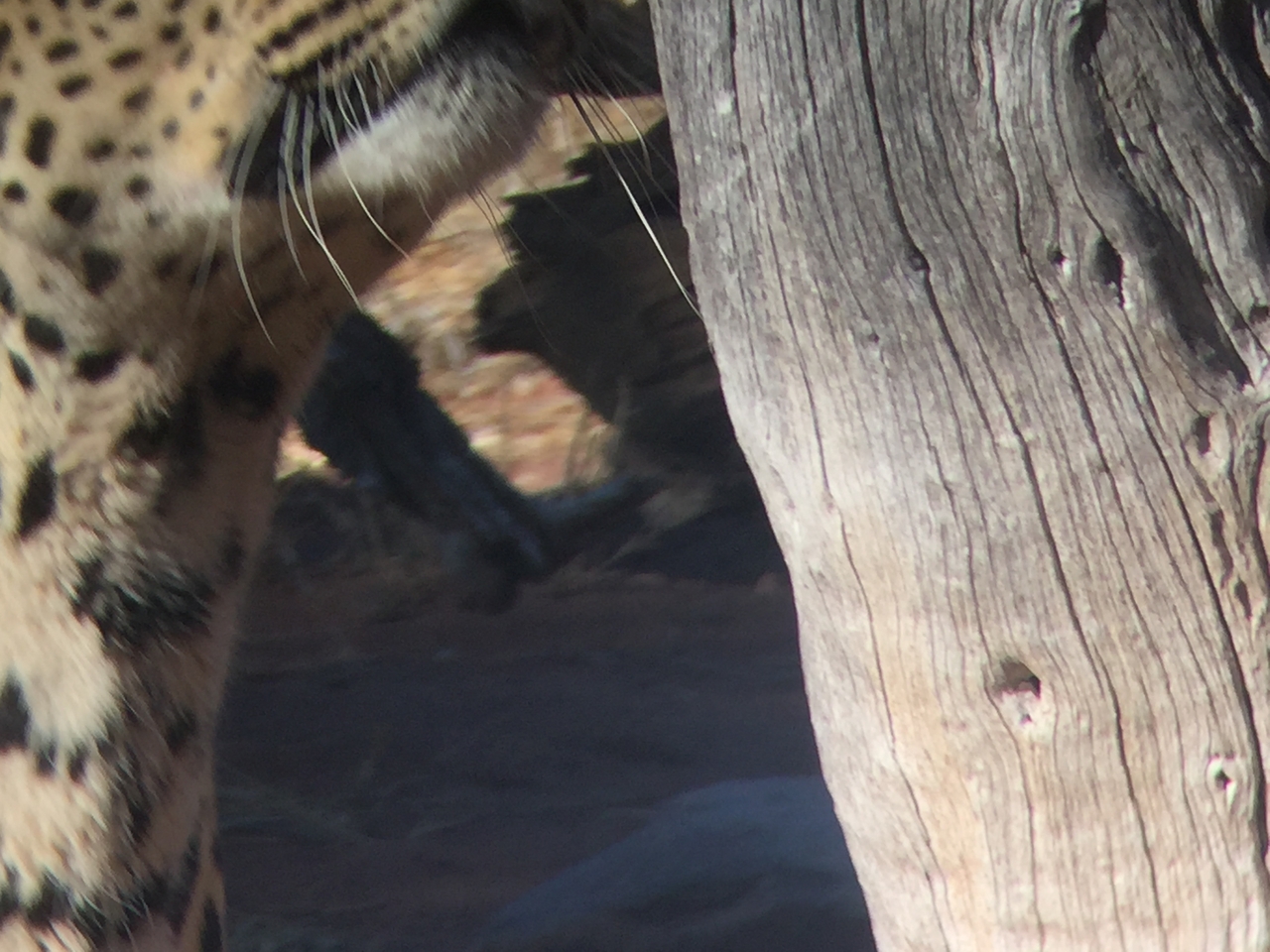 [9159] 2016_06_23_15_26_41_Africa_iPhone_6_IMG_7869_02795.jpg