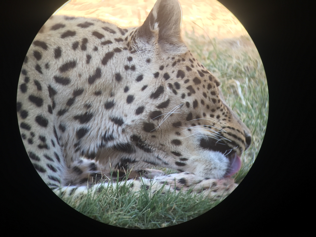 [9208] 2016_06_23_15_30_43_Africa_iPhone_6_IMG_7894_00479.jpg