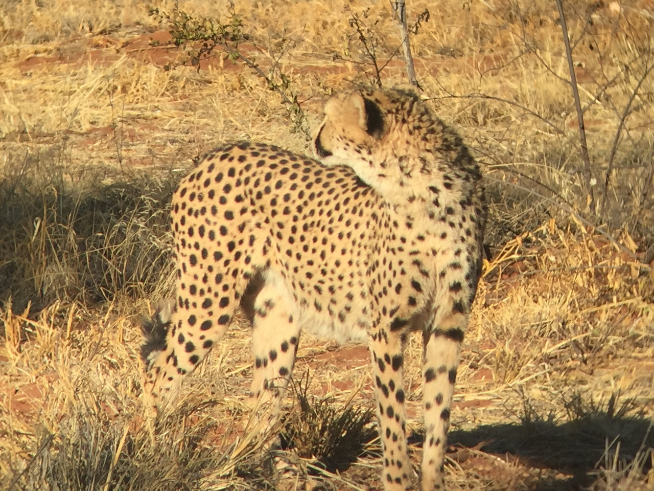 [9243] 2016_06_23_15_49_44_Africa_iPhone_6_IMG_7912_02837.jpg