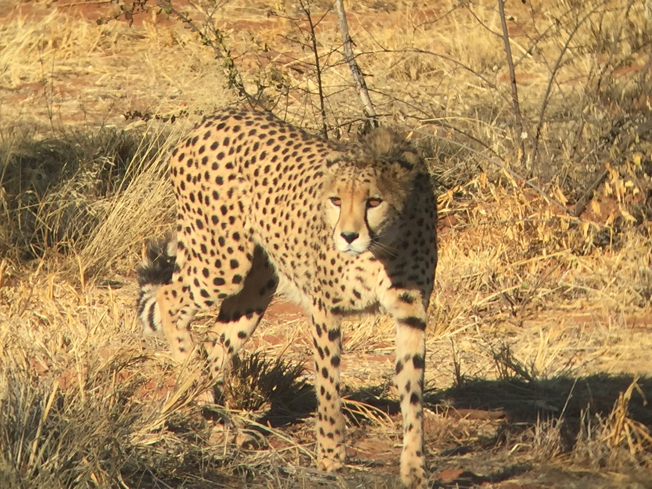 [9244] 2016_06_23_15_49_47_Africa_iPhone_6_IMG_7913_00497.jpg