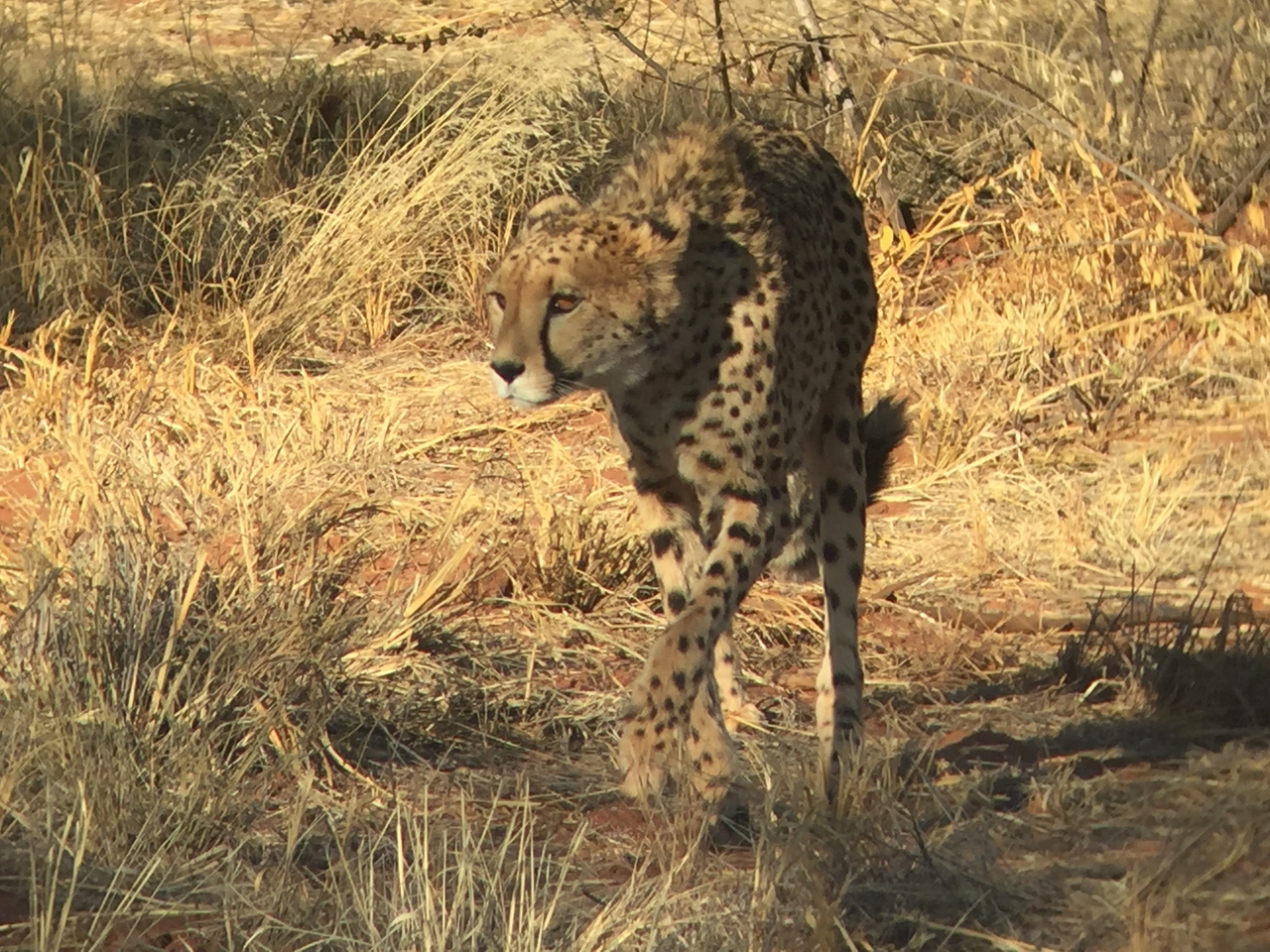 [9246] 2016_06_23_15_49_48_Africa_iPhone_6_IMG_7914_00498.jpg