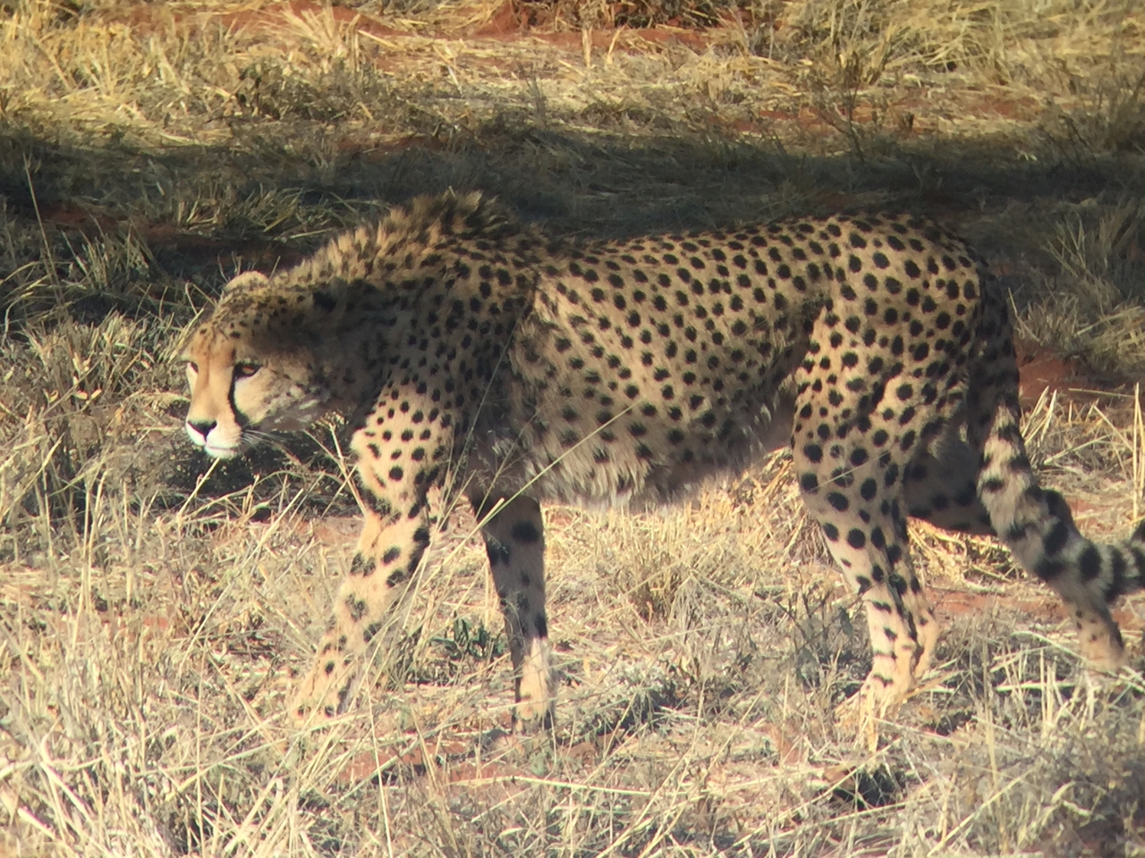 [9249] 2016_06_23_15_49_59_Africa_iPhone_6_IMG_7915_02840.jpg