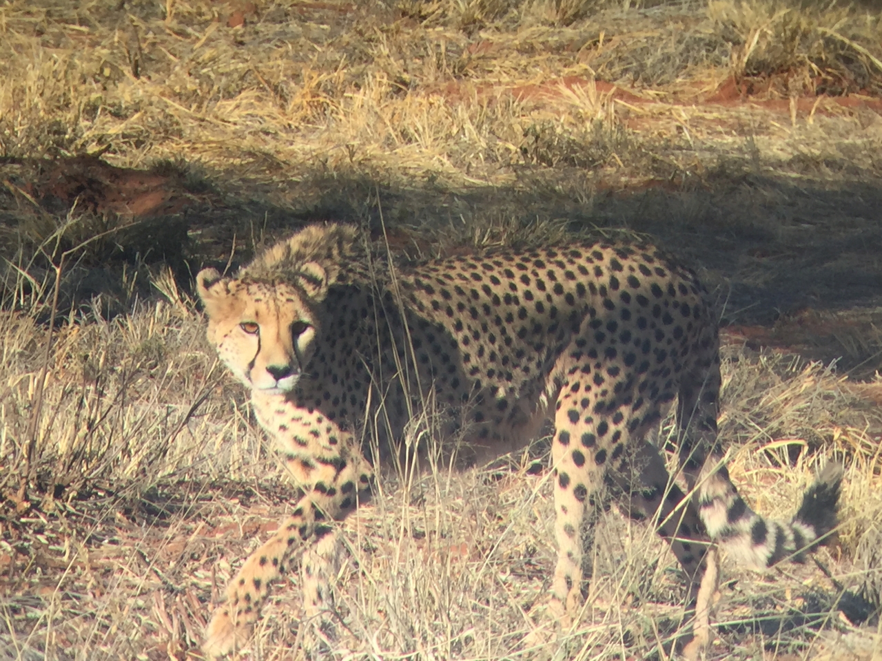 [9251] 2016_06_23_15_49_59_Africa_iPhone_6_IMG_7916_02841.jpg