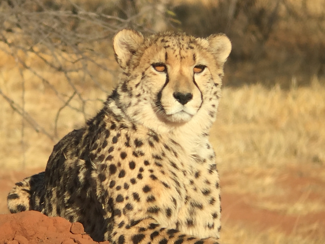 [9258] 2016_06_23_15_53_13_Africa_iPhone_6_IMG_7921_00504.jpg