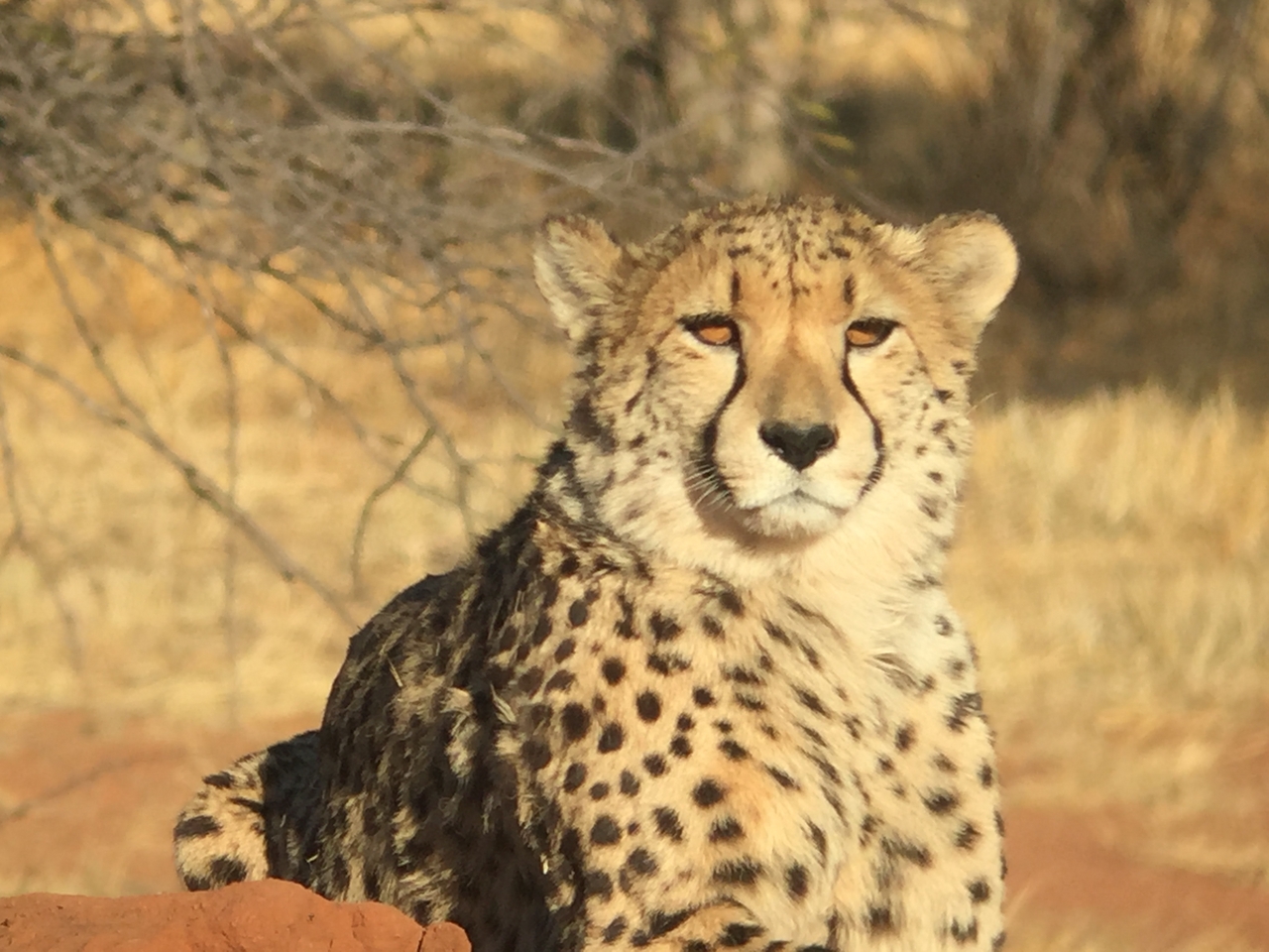 [9263] 2016_06_23_15_53_15_Africa_iPhone_6_IMG_7923_02847.jpg