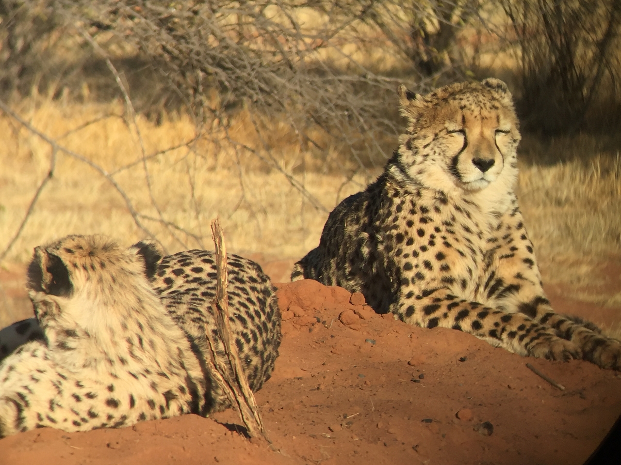 [9288] 2016_06_23_16_06_34_Africa_iPhone_6_IMG_7937_00519.jpg