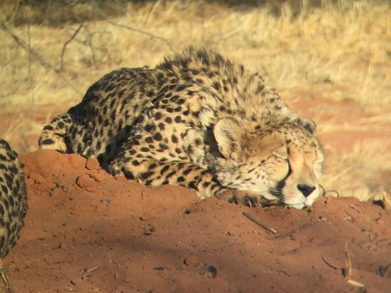 [9310] 2016_06_23_16_11_19_Africa_iPhone_6_IMG_7948_00530.jpg