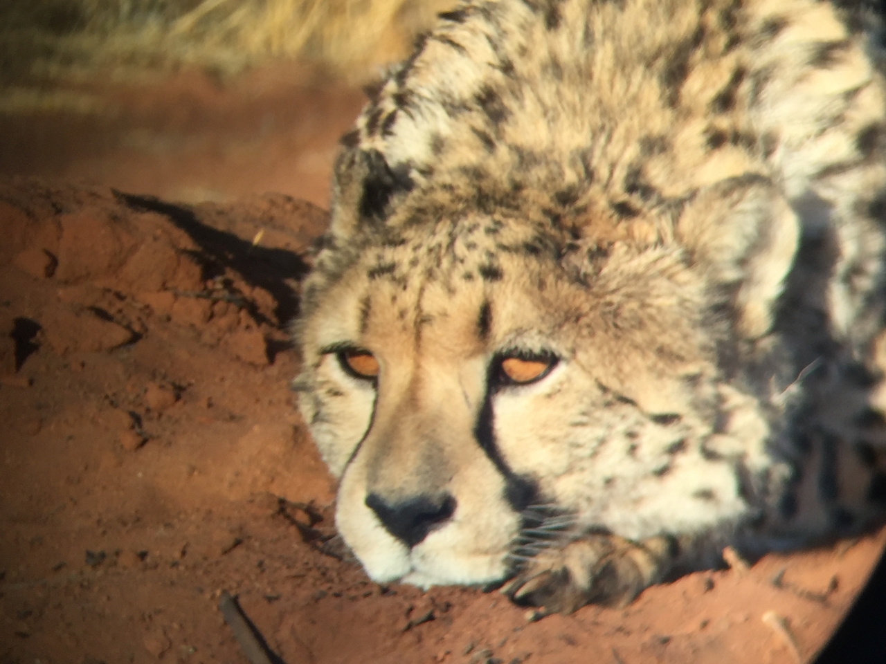 [9334] 2016_06_23_16_13_47_Africa_iPhone_6_IMG_7960_00542.jpg