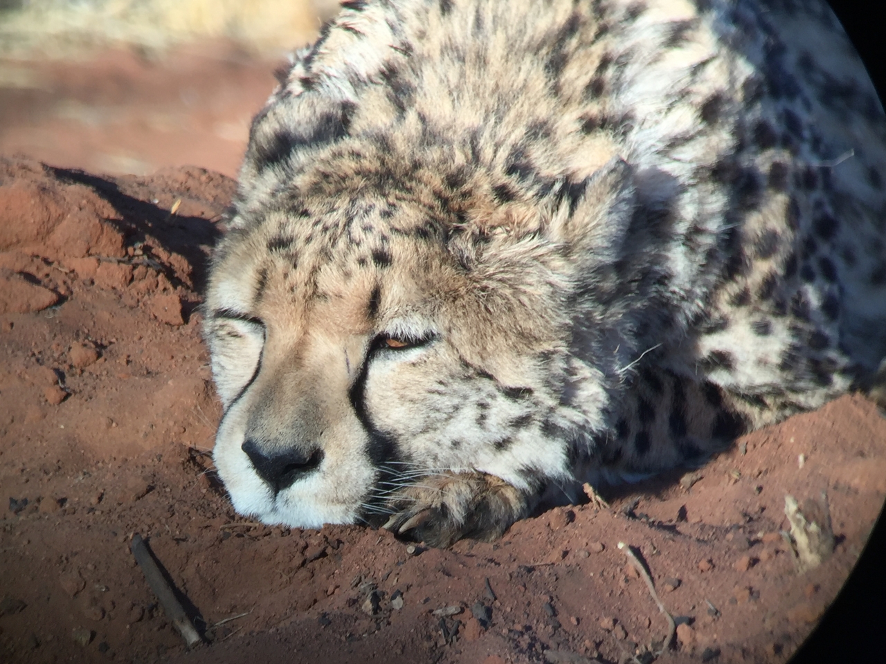 [9345] 2016_06_23_16_14_21_Africa_iPhone_6_IMG_7965_02888.jpg