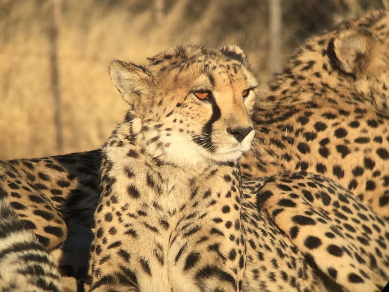 [9394] 2016_06_23_16_21_27_Africa_iPhone_6_IMG_7982_02905.jpg