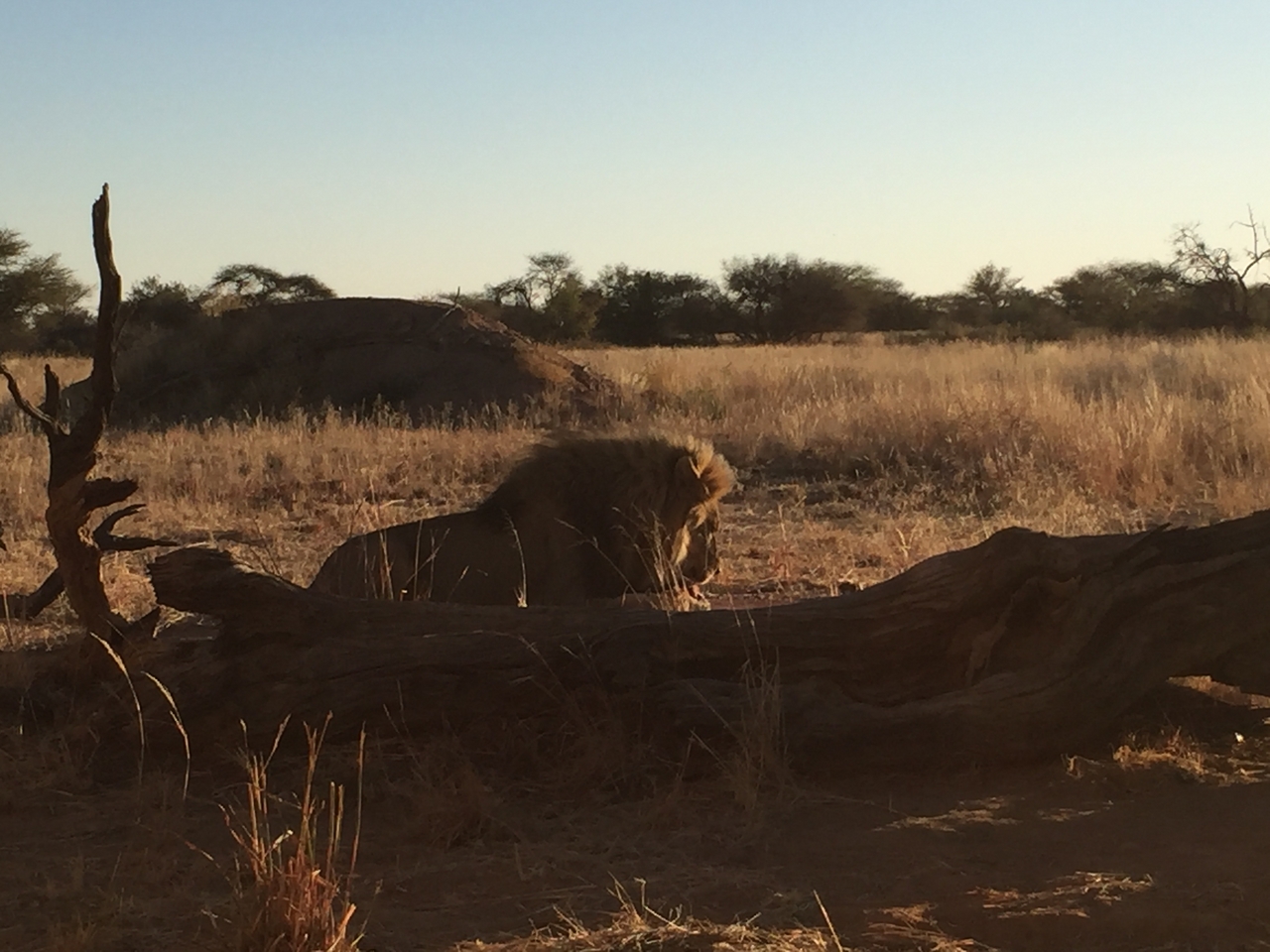 [9404] 2016_06_23_16_40_17_Africa_iPhone_6_IMG_7989_02911.jpg