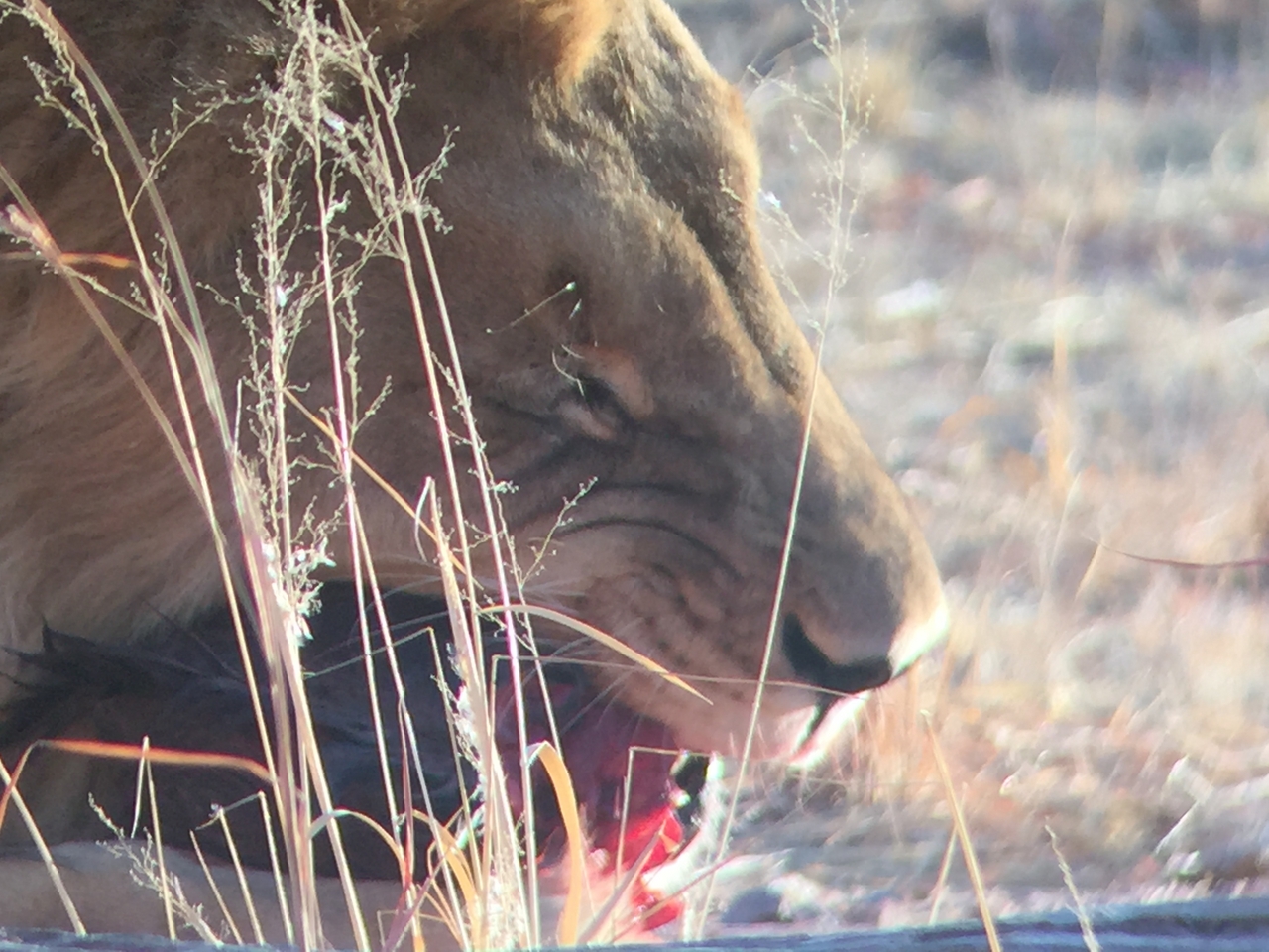 [9412] 2016_06_23_16_41_30_Africa_iPhone_6_IMG_7992_02914.jpg