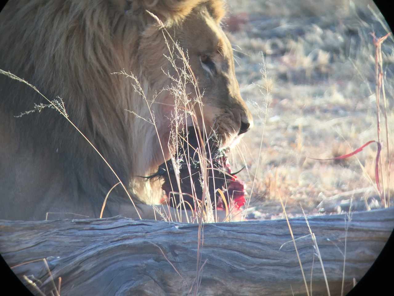 [9416] 2016_06_23_16_41_44_Africa_iPhone_6_IMG_7994_02916.jpg