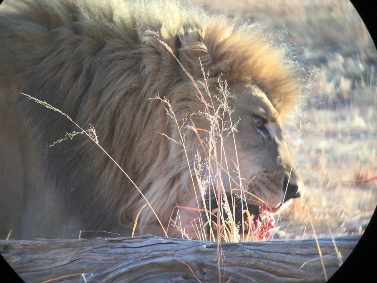 [9421] 2016_06_23_16_41_53_Africa_iPhone_6_IMG_7997_00578.jpg