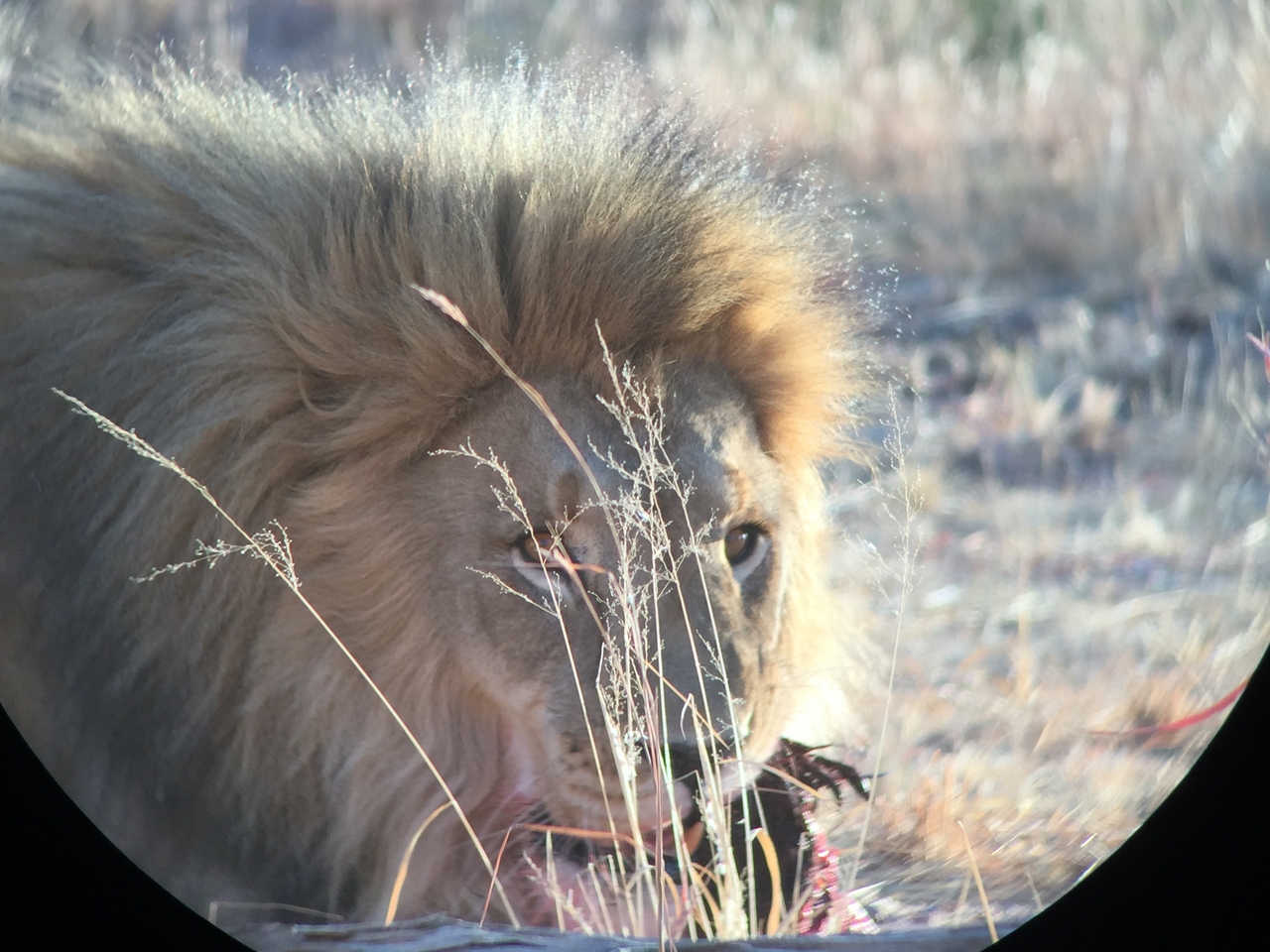 [9426] 2016_06_23_16_42_26_Africa_iPhone_6_IMG_7999_02921.jpg