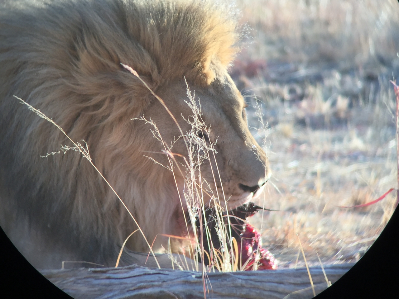 [9427] 2016_06_23_16_42_27_Africa_iPhone_6_IMG_8001_00001.jpg