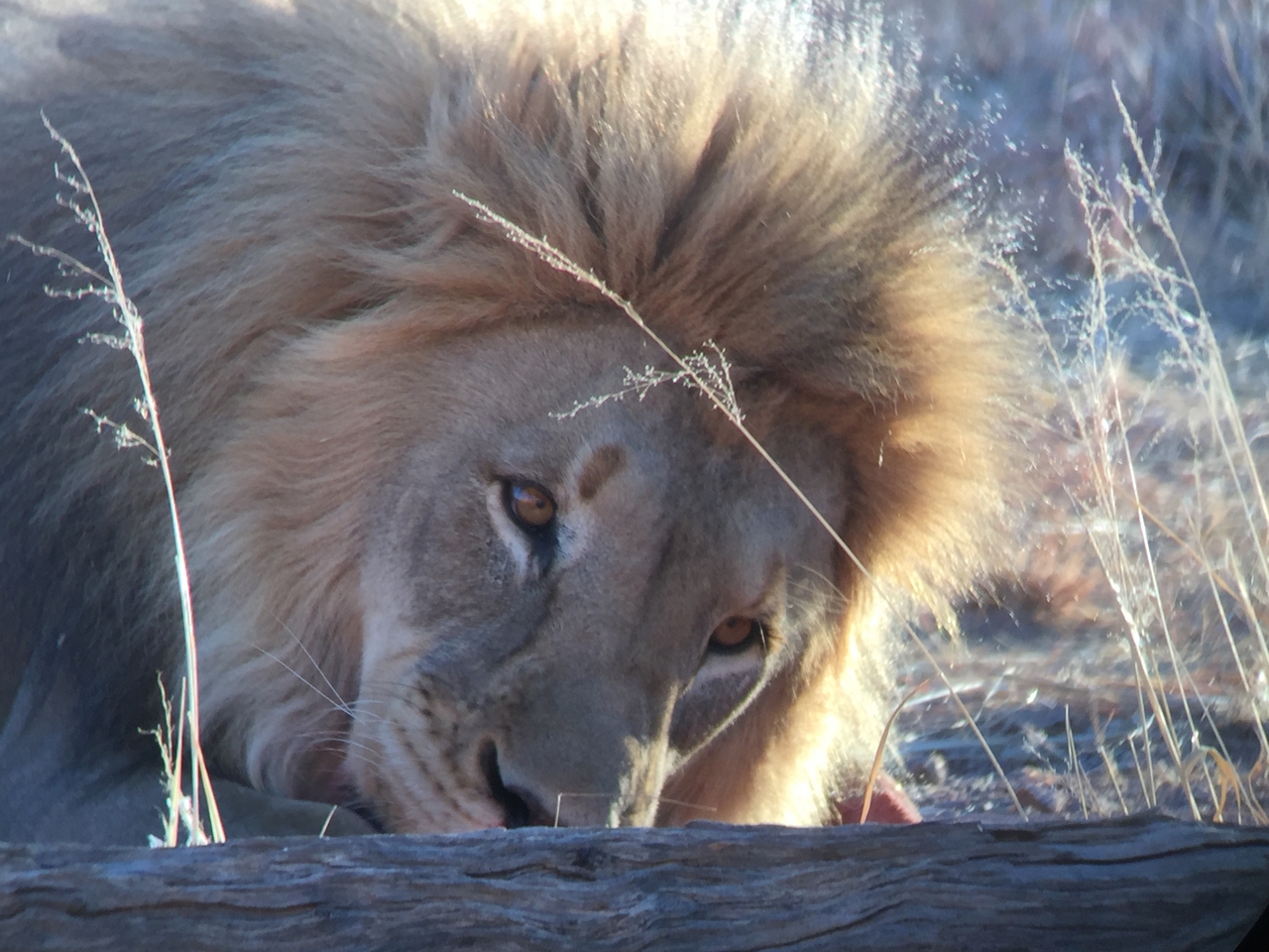 [9443] 2016_06_23_16_50_57_Africa_iPhone_6_IMG_8007_00589.jpg