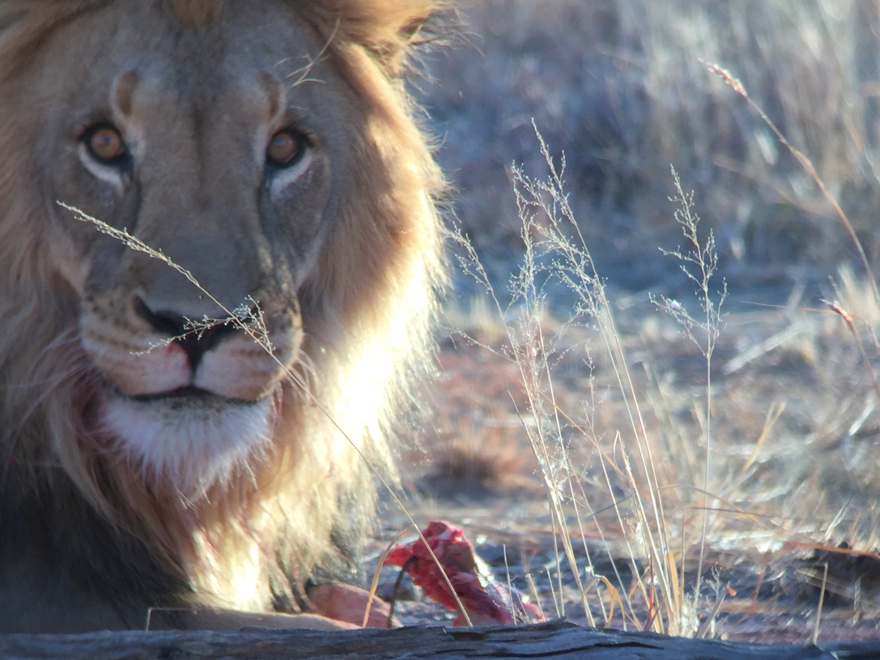 [9448] 2016_06_23_16_51_24_Africa_iPhone_6_IMG_8009_00009.jpg