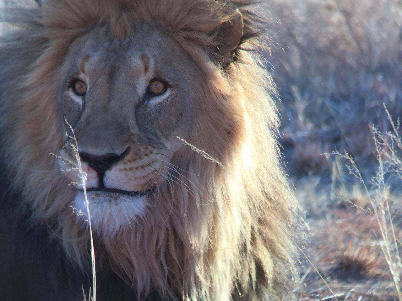 [9451] 2016_06_23_16_51_25_Africa_iPhone_6_IMG_8010_00010.jpg