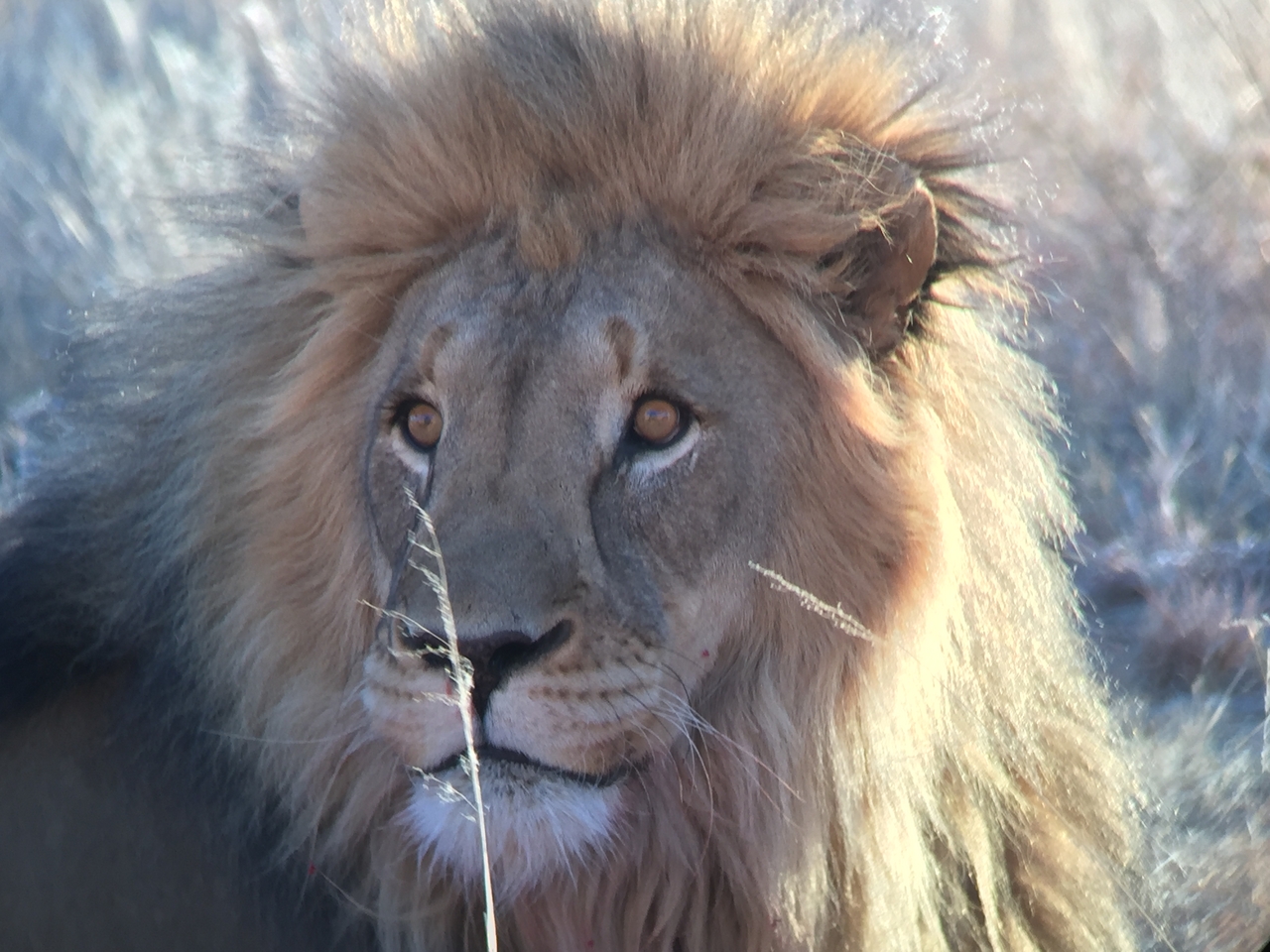 [9458] 2016_06_23_16_51_29_Africa_iPhone_6_IMG_8012_00594.jpg