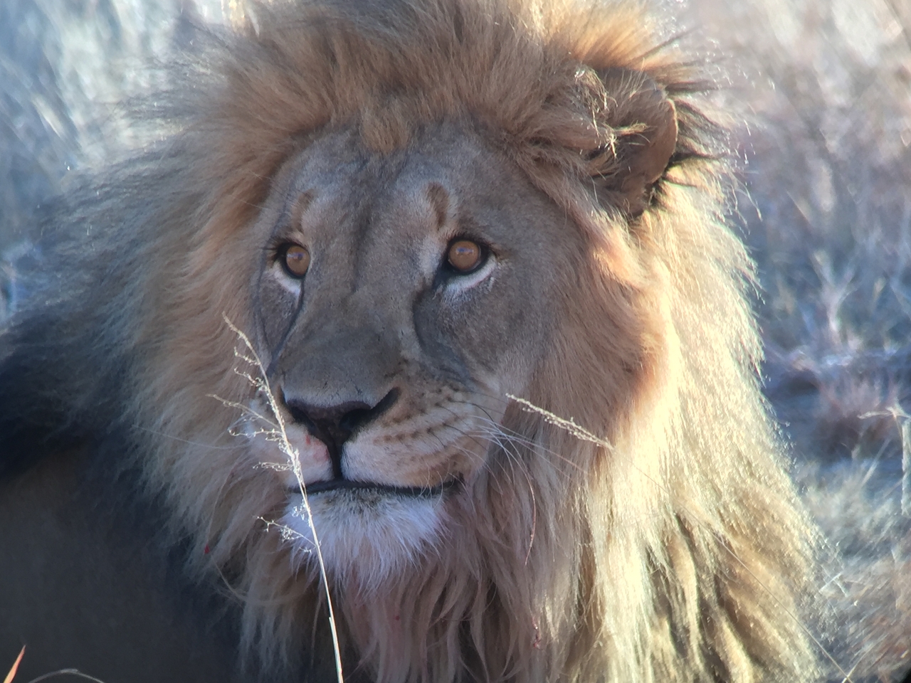 [9462] 2016_06_23_16_51_31_Africa_iPhone_6_IMG_8013_02936.jpg