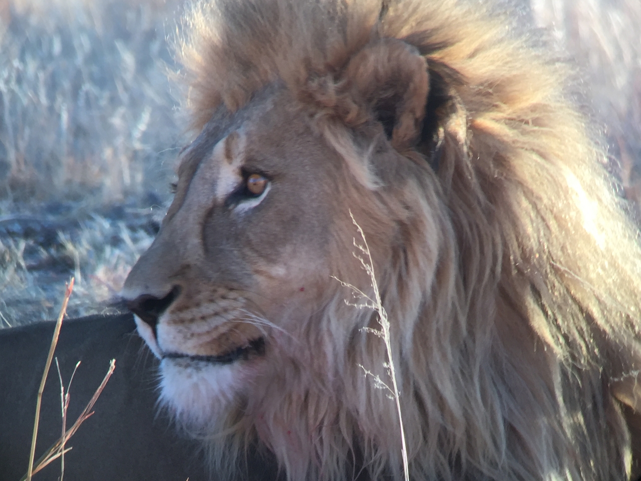 [9463] 2016_06_23_16_51_34_Africa_iPhone_6_IMG_8014_00014.jpg