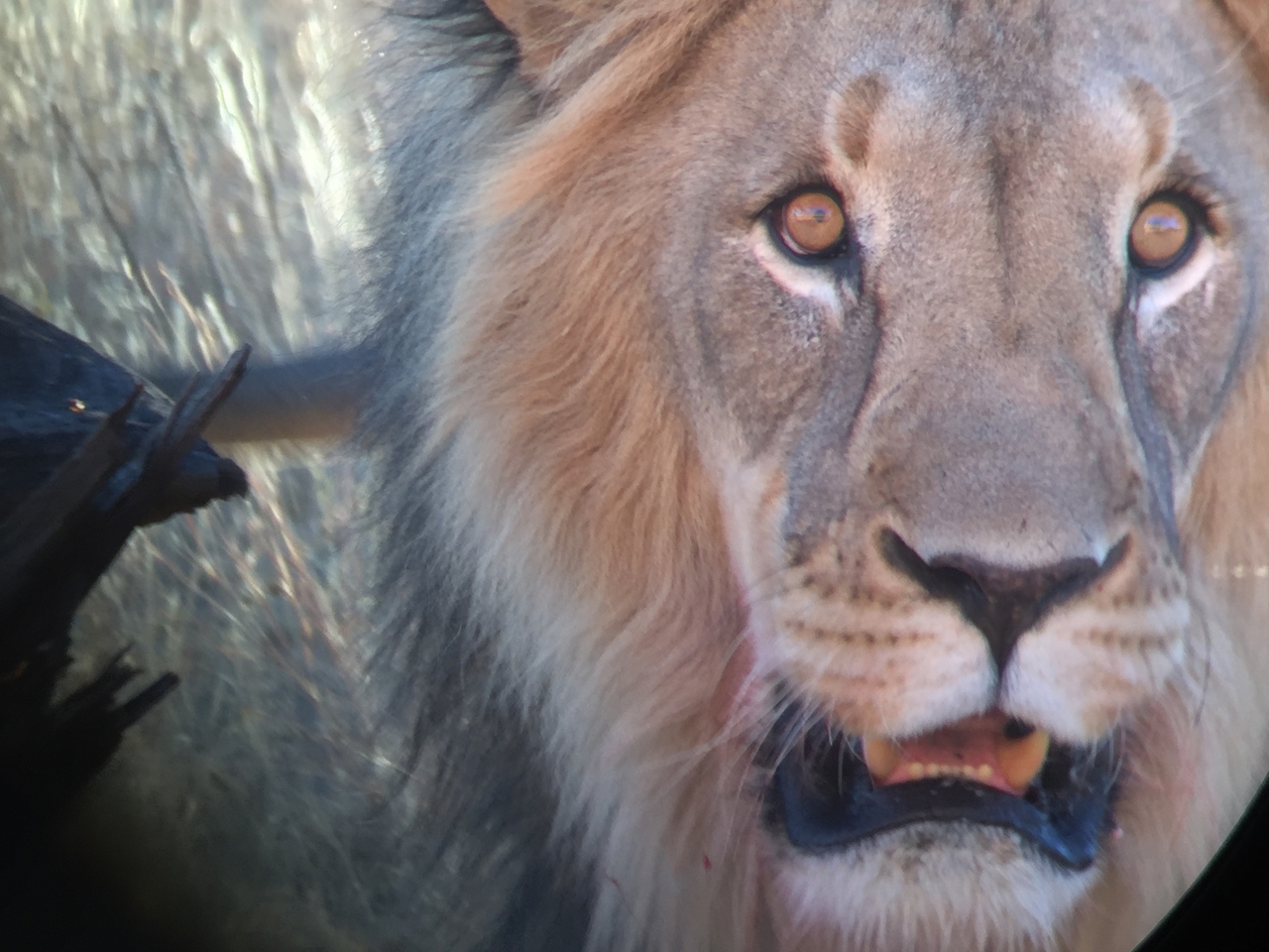 [9471] 2016_06_23_16_52_55_Africa_iPhone_6_IMG_8016_02939.jpg