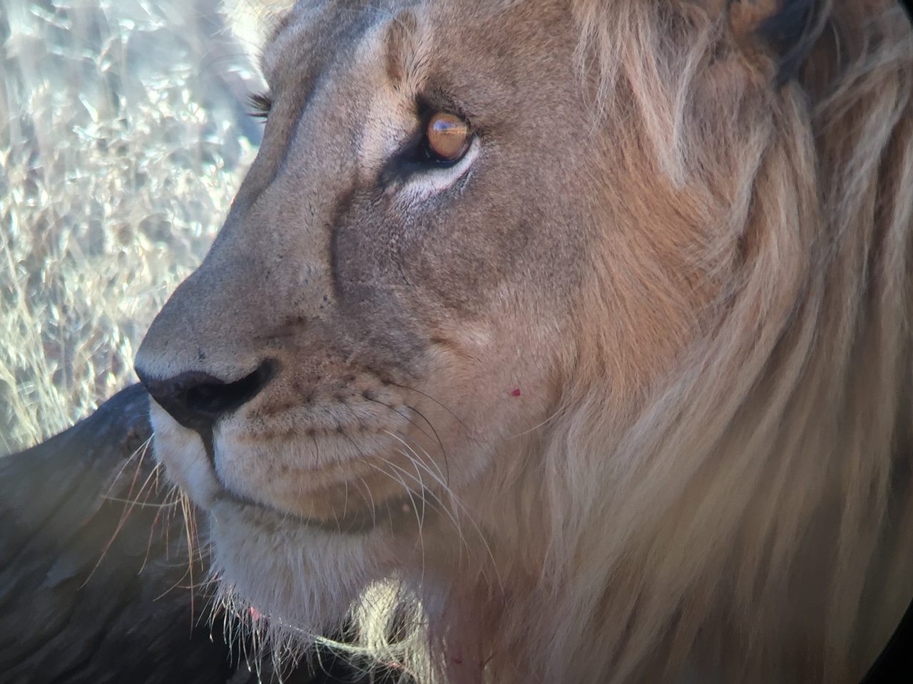 [9476] 2016_06_23_16_53_22_Africa_iPhone_6_IMG_8018_00600.jpg