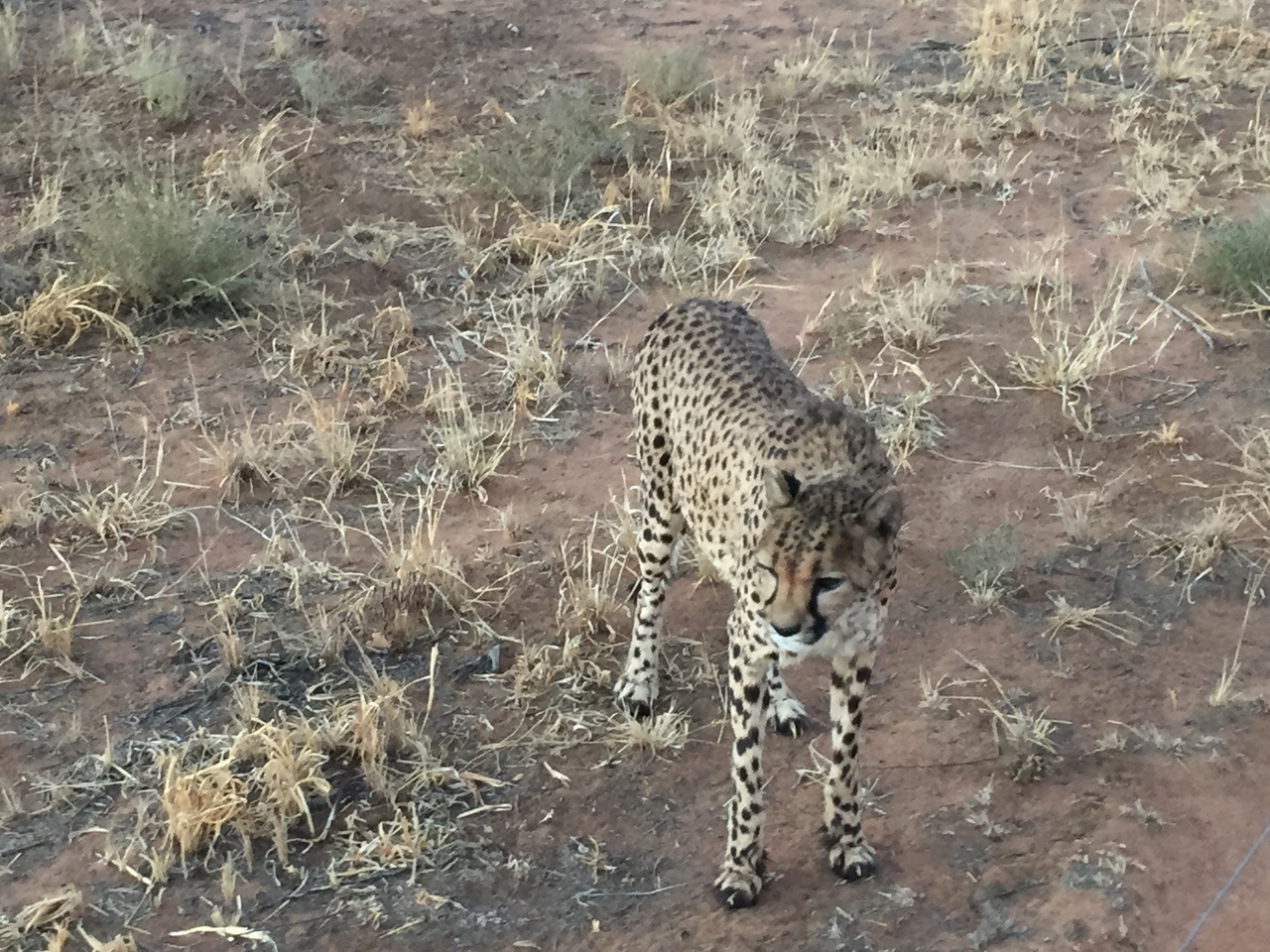 [9537] 2016_06_23_17_27_36_Africa_iPhone_6_IMG_8029_00028.jpg