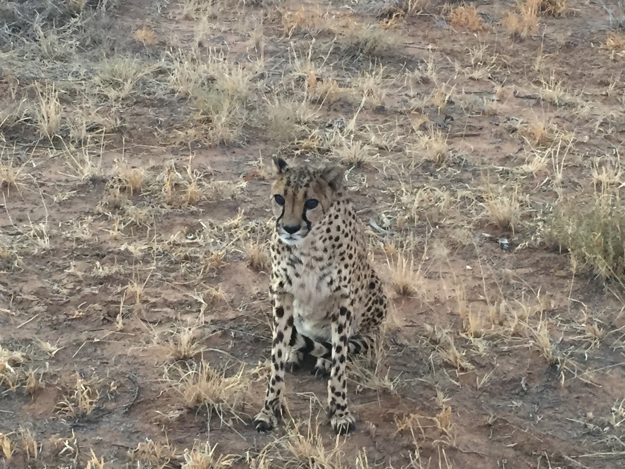 [9542] 2016_06_23_17_28_40_Africa_iPhone_6_IMG_8032_02952.jpg