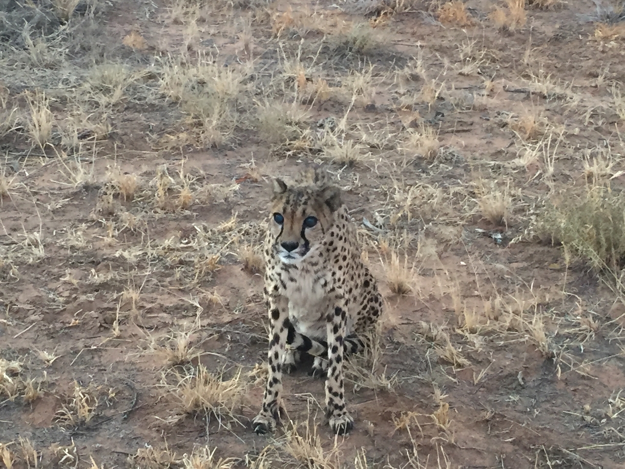 [9544] 2016_06_23_17_28_43_Africa_iPhone_6_IMG_8033_00612.jpg