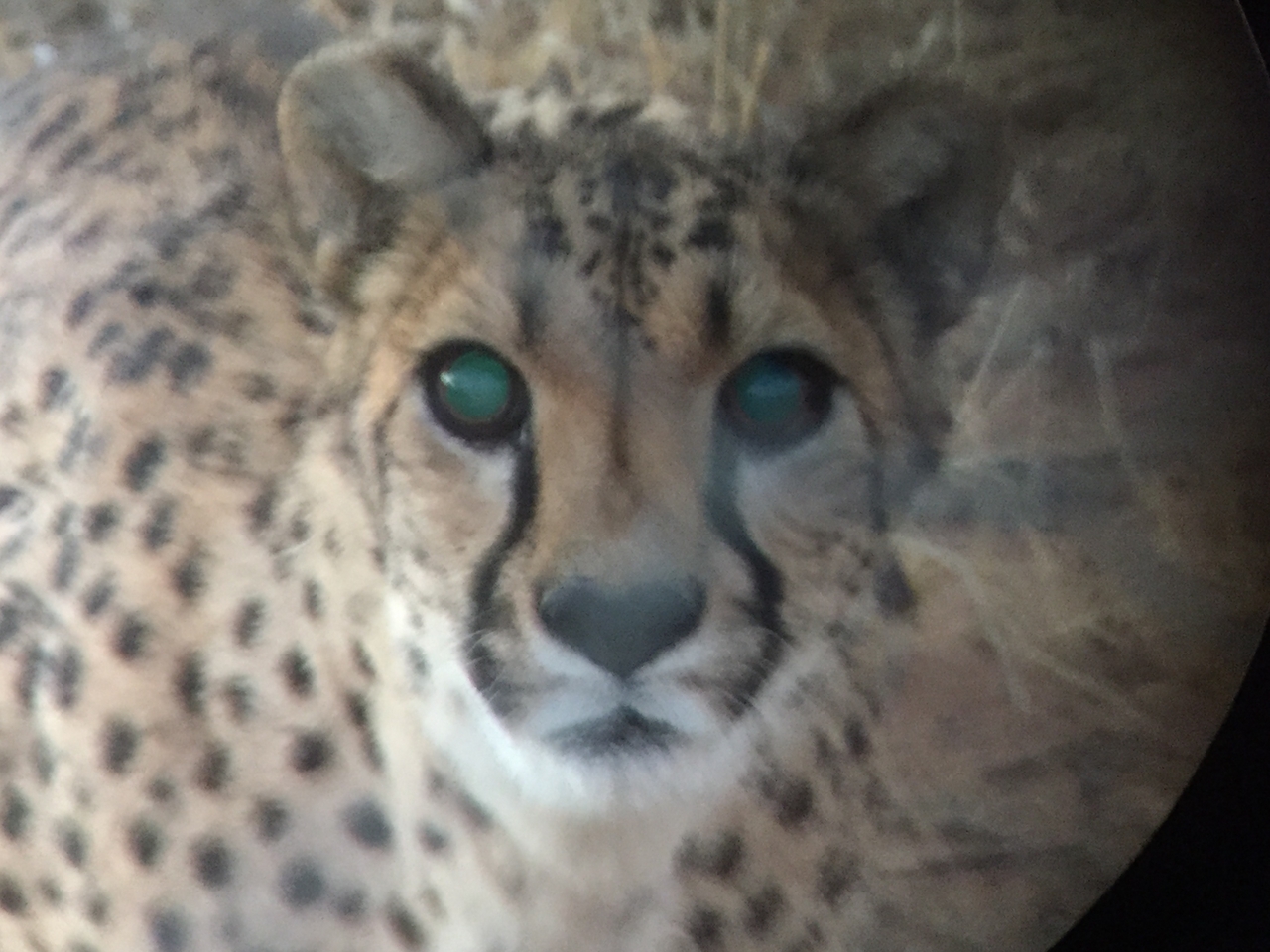 [9554] 2016_06_23_17_29_51_Africa_iPhone_6_IMG_8036_02956.jpg