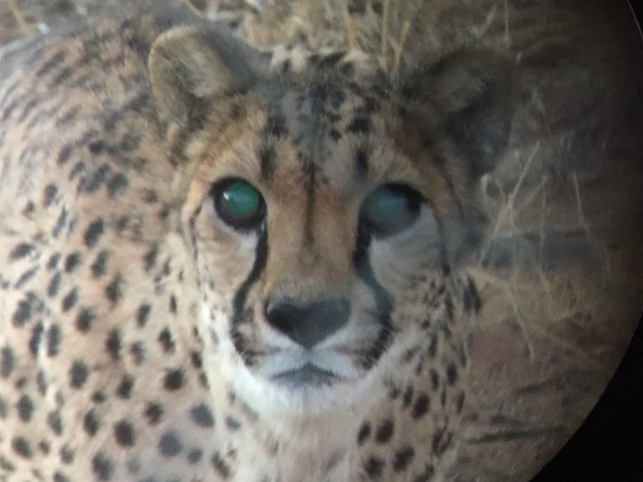 [9555] 2016_06_23_17_29_51_Africa_iPhone_6_IMG_8037_00034.jpg